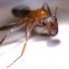 Entomology Animated Episode 1: RIFA Madness! - last post by PTAntFan