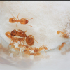 Formicarium for Temnothorax? - last post by CatsnAnts