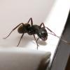 News - Sick ants stay clear of their co-workers to stop disease spreading - last post by CampoKing