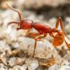 Origins of Social Parasitism in Formica ants - last post by PurdueEntomology