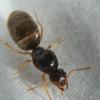 Camponotus ocreatus? - last post by NickAnter