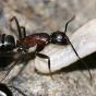JenC's Camponotus maritimus Journal - last post by JenC