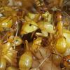 Cracking the Camponotus castaneus code - last post by Acutus