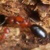 The Stowaway - Camponotus floridanus colony in Texas - Dominatus - last post by dominatus