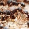 Queen ant ID - last post by Mdrogun