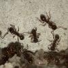 Formica montana supercolonies - last post by Antennal_Scrobe