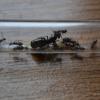 Macro Pictures & Video of a Mantis Feeding - last post by Da_NewAntOnTheBlock