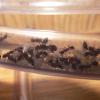 Ants_Dakota's General Ant Journal(Hibernation issues and experiments in South Dakota) - last post by Ants_Dakota