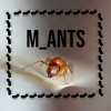 M_ANTS YOGI - last post by M_Ants
