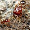 Queen ants and colony’s for sale - last post by TechAnt