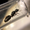 Camponotus Queen? Mt. Hood, OR, 7/8/20 - last post by mothers_blessing