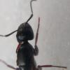 Aftermath of Camponotus nigriceps raid on Myrmecia nigrocinta nest - last post by Antkeeper01