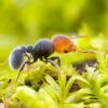 LF beginner ants, no hibernation, $40 under, California - last post by antsandmore