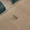 Is anyone selling fairly cheap ants near Paradise,CA - last post by strawnkayden1