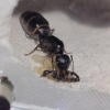 Do Camponotus dig in dry wood? - last post by TacticalHandleGaming