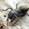 That_one_ant_guy's Camponotus Semitestaceus Journal - last post by azzaaazzzz00