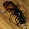 Best Ant Nest Type for Camp... - last post by AntsCali098