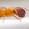 Large Camponotus Queen - last post by Tanks