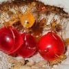 Why ants are so darn fascin... - last post by Locness