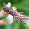 Study on the global population of ants - last post by antperson24