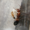 Beetle Journals - last post by Flu1d