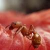 Bleeper's First Time At Ant Keeping - Camponotus CA02 - last post by Full_Frontal_Yeti