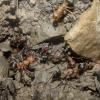 Can you ... pet ... Camponotus fulvopilosus? - last post by Virginian_ants