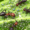 Camponotus nicobarensis loves dirt - last post by Stubyvast