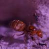 Ants for sale or trade in California. - last post by jeffpbalderston