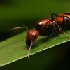 Ant photography thread - last post by GOCAMPONOTUS