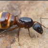 Can I feed my ants outside bugs? - last post by Entomologyants