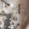 UA's Camponotus Queens and Colonies - last post by Zzz