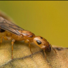 Camponotus ID North Texas - last post by OwlThatLikesAnts