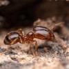 Dspdrew's Ant Colony Sale - California (Updated 8-4-2024) - last post by Zhuge