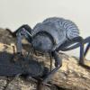 Camponotus piceus- Shiny black beauties! - last post by MyrmecologyMaven