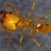 Pavement Ant ID - Tetramorium immigrans? - last post by AlexanderTheApe